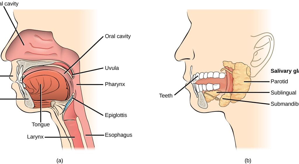Oral Cavity Mouth Cavity