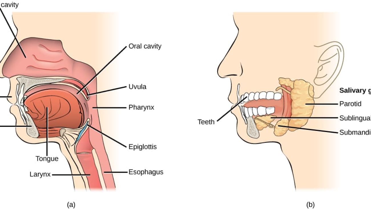Oral Cavity Mouth Cavity