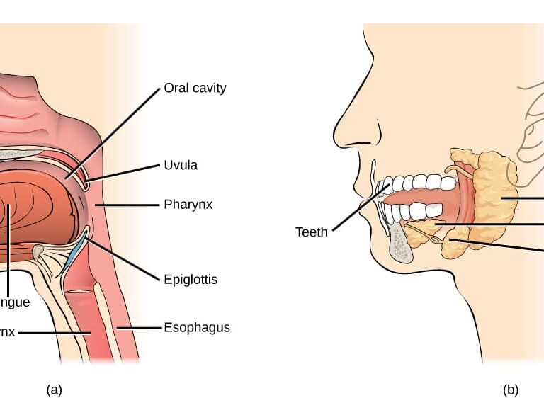 Oral Cavity/Mouth Cavity
