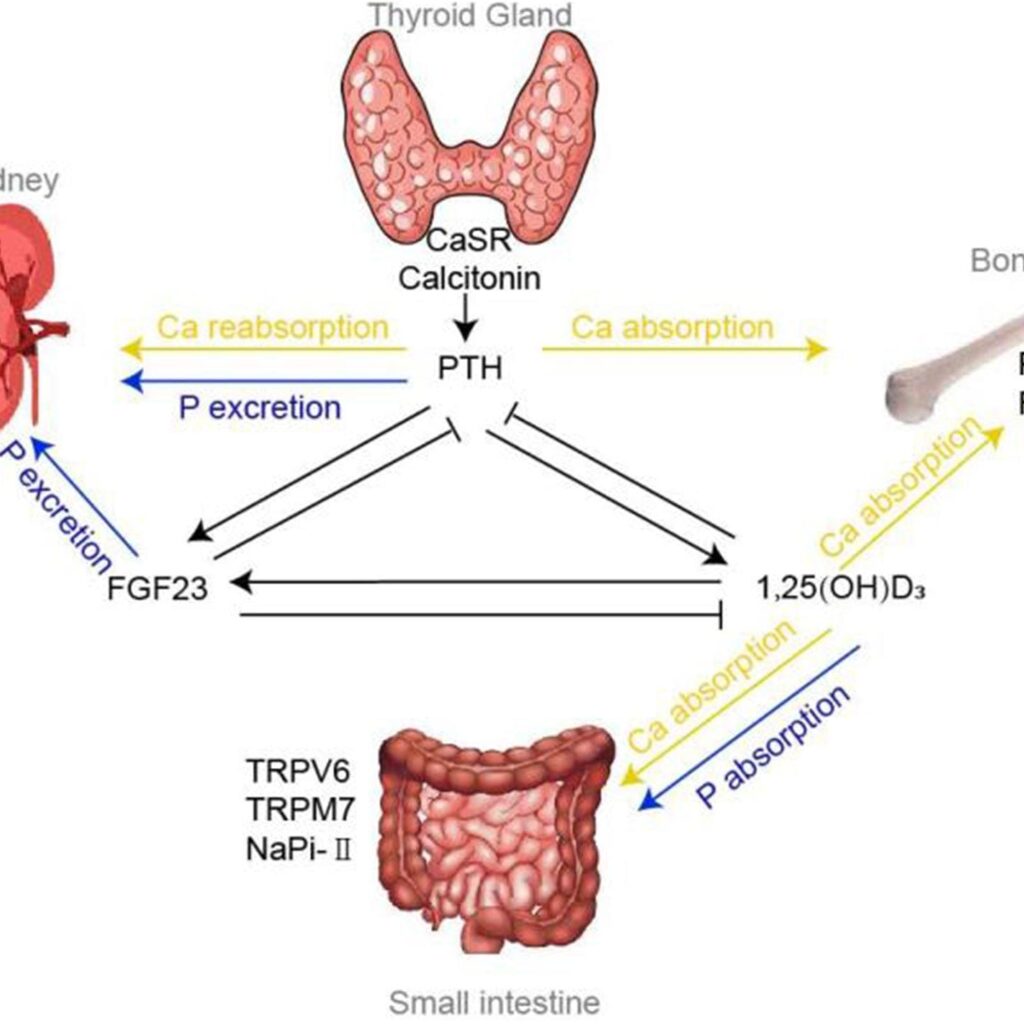 Parathyroid Gland & Calcium Metabolism