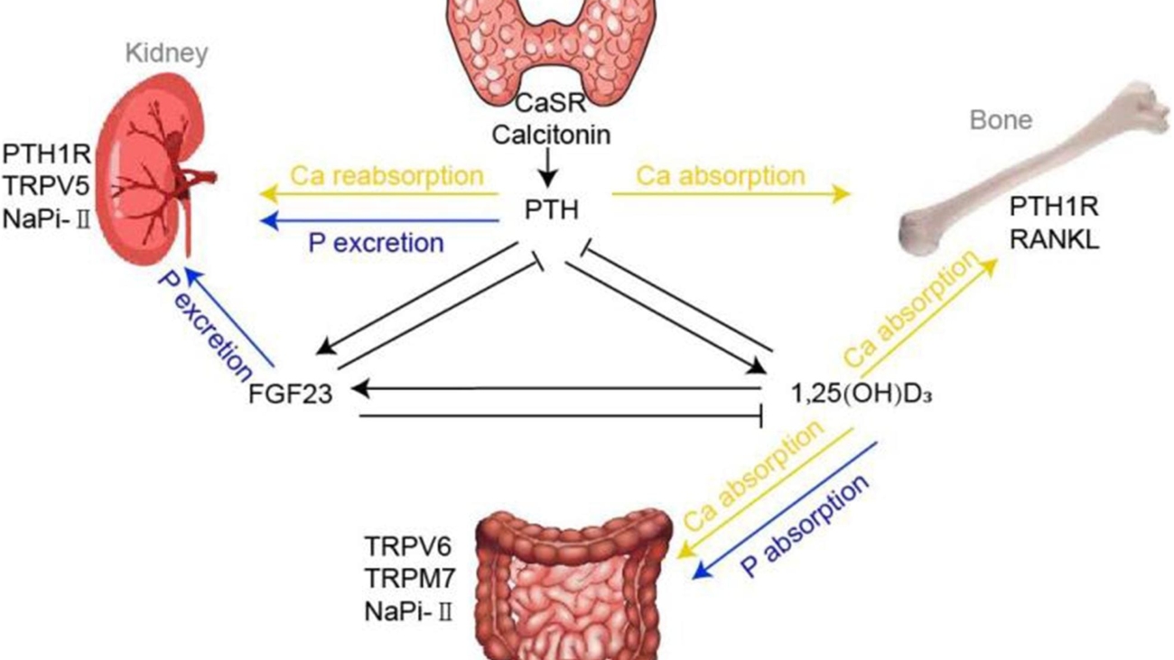 Parathyroid Gland & Calcium Metabolism