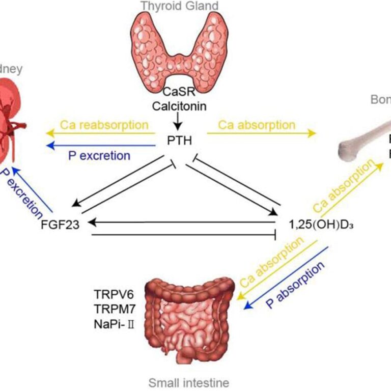 Parathyroid Gland & Calcium Metabolism