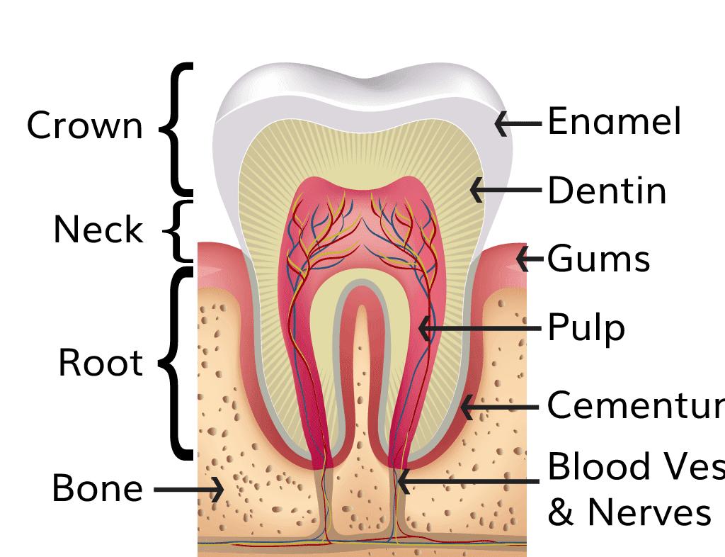 Cross-section diagram of a tooth showing its main structures for oral health education.