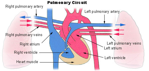 Pulmonary Circulation Diagram