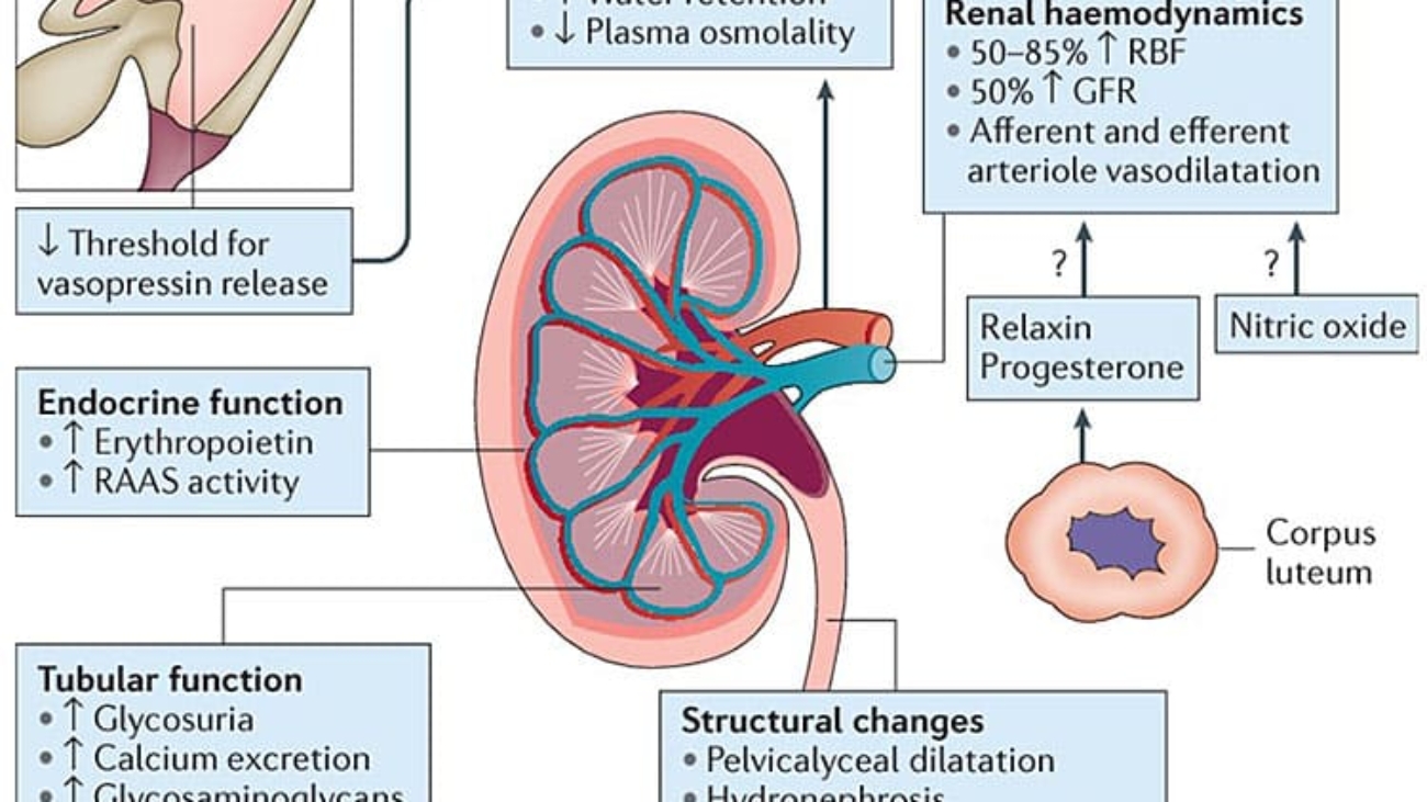 Renal Physiology and Renal Haemodynamics