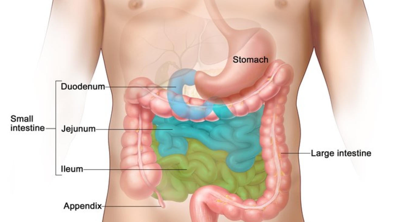 Stomach and Intestines Anatomy