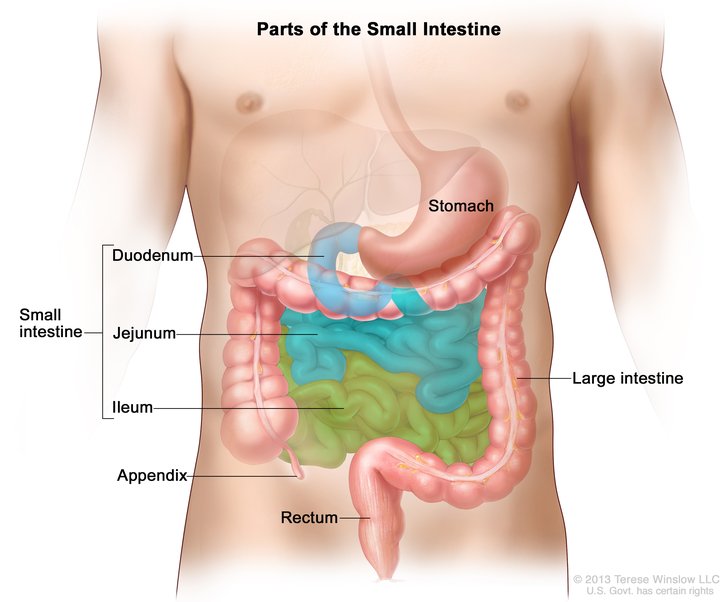 Stomach and Intestines Anatomy