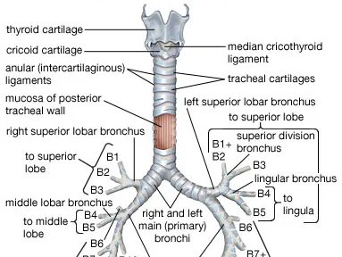 Trachea and Major Bronchi Diagram