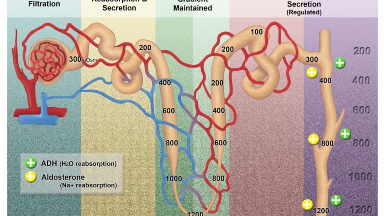 Transport Across Nephron Segments (1)
