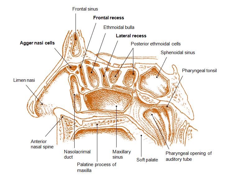 Walls of the Nasal Cavity Diagram