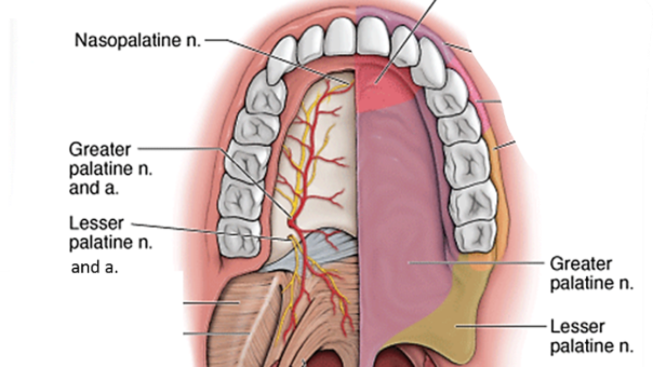 arterial-and-nerve-supply-of-palate