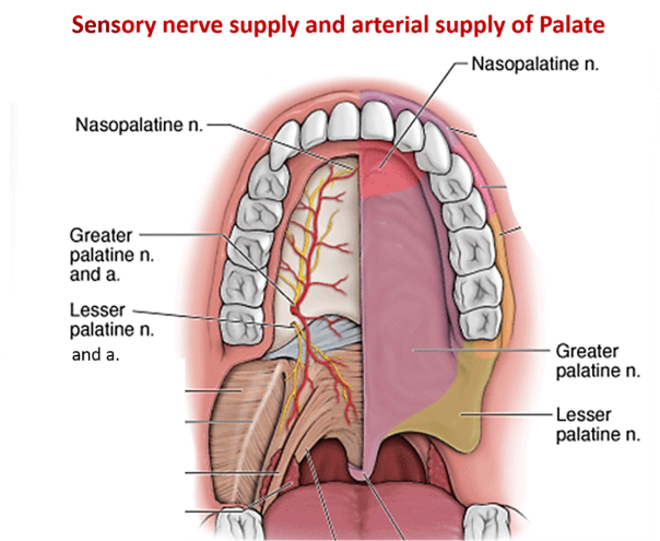 Teeth, Tongue & Salivary Glands