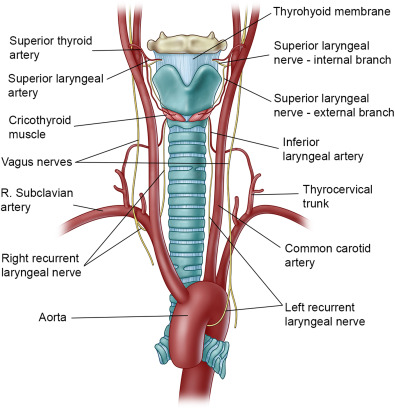 Blood Supply of Larynx Diagram