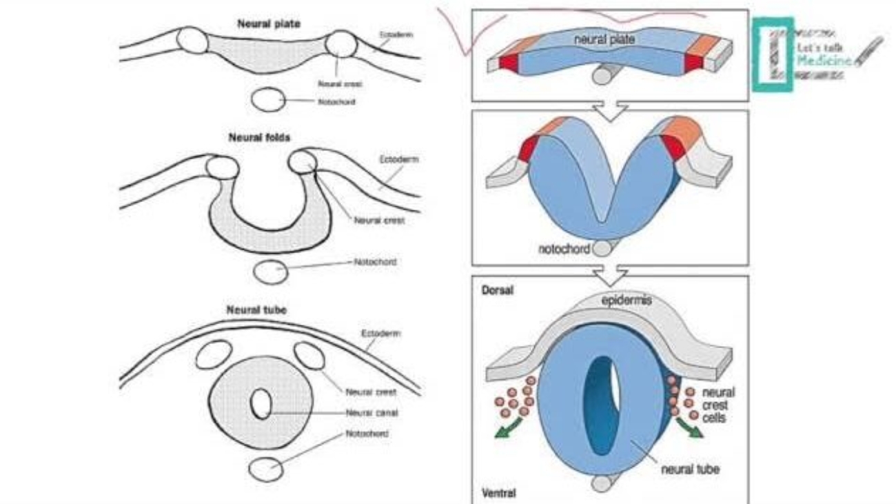 cns embryology