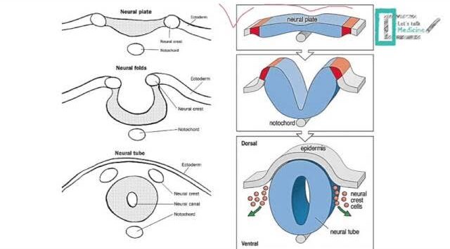 CNS Embryology & Brain Hemispheres