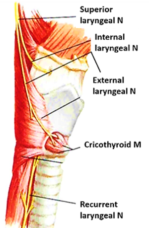 Nerve Supply of Larynx Diagram