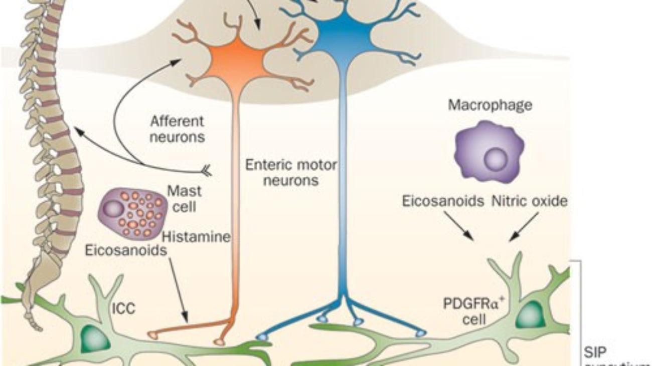 git neuro and motility