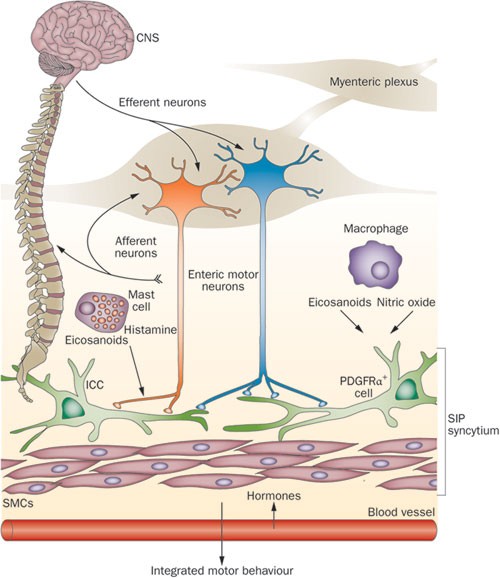 git neuro and motility