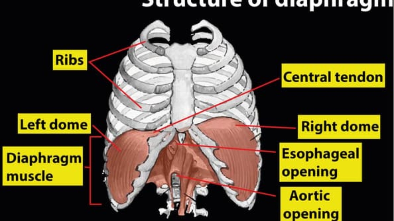 rib cage and diaphragm anatomy