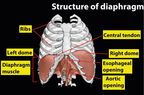 Rib Cage & Diaphragm Anatomy