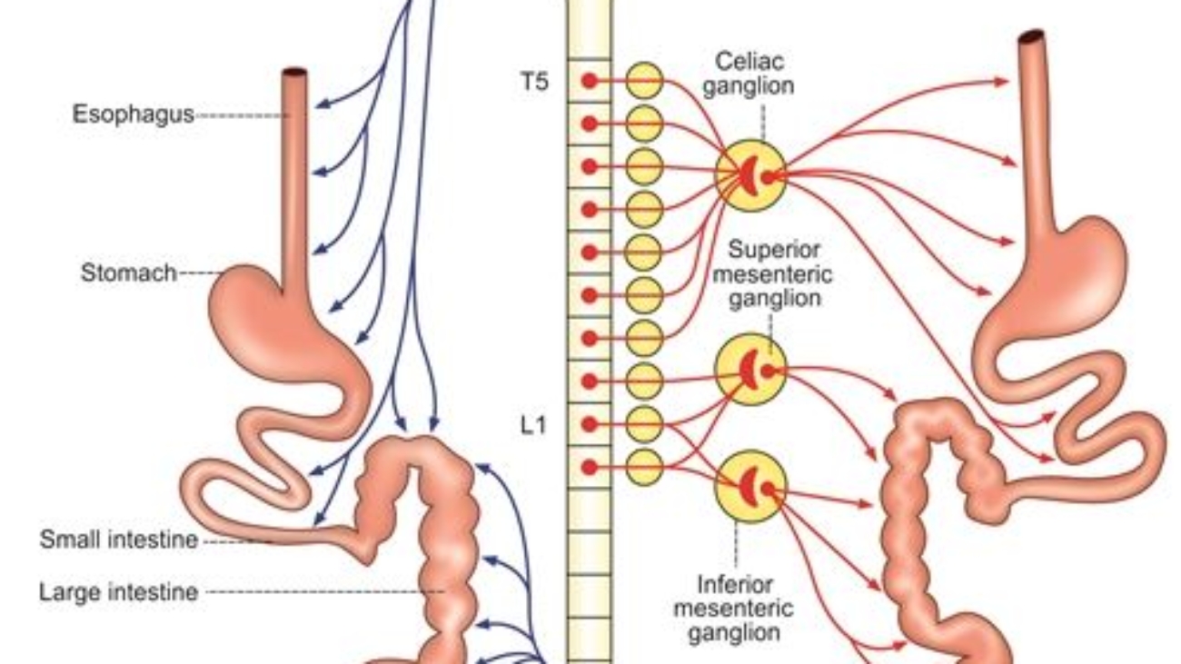 sympatheic parasympathetic git neuro