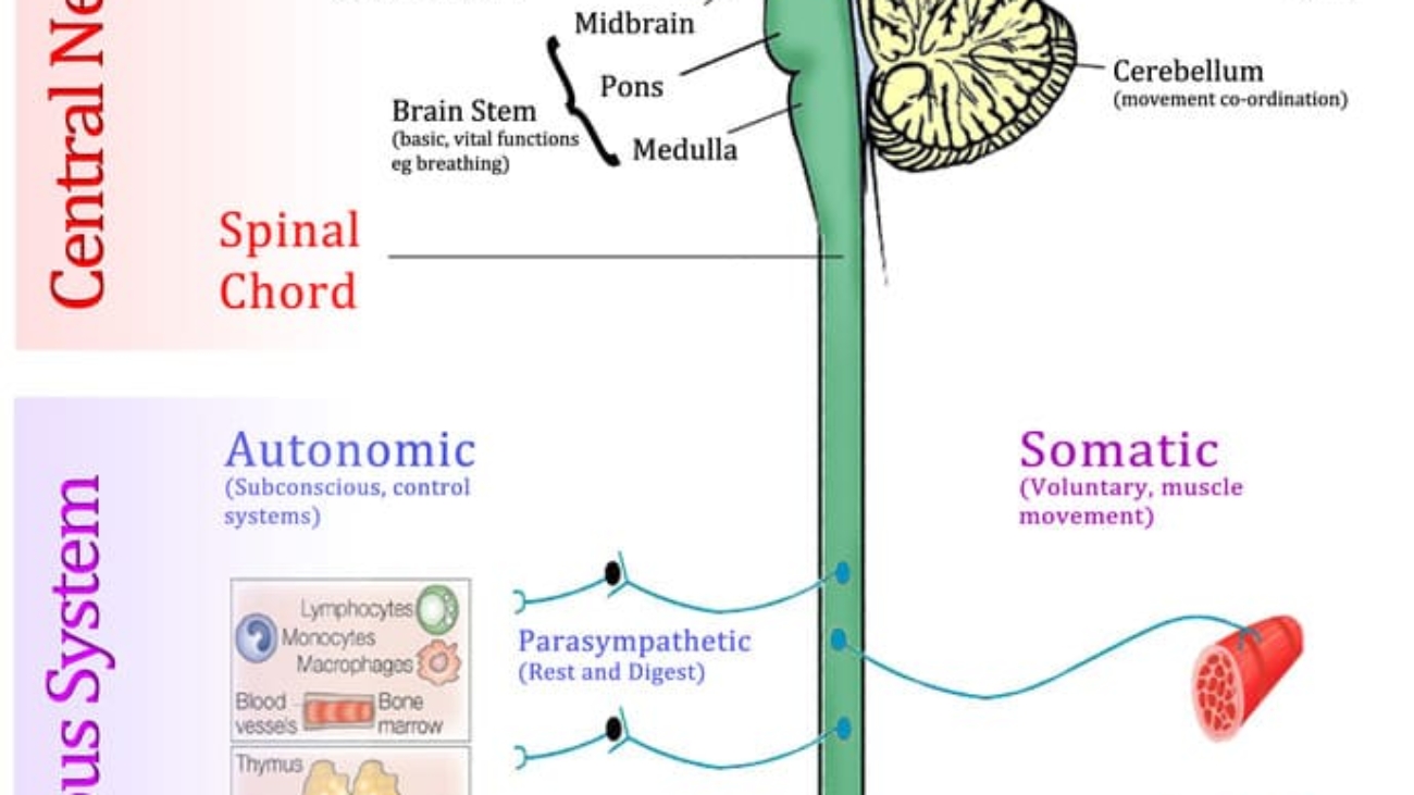 topography of central nervous system