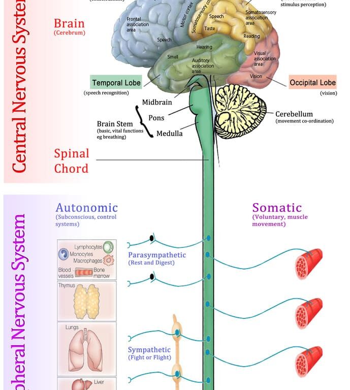 Topography of the Central Nervous System