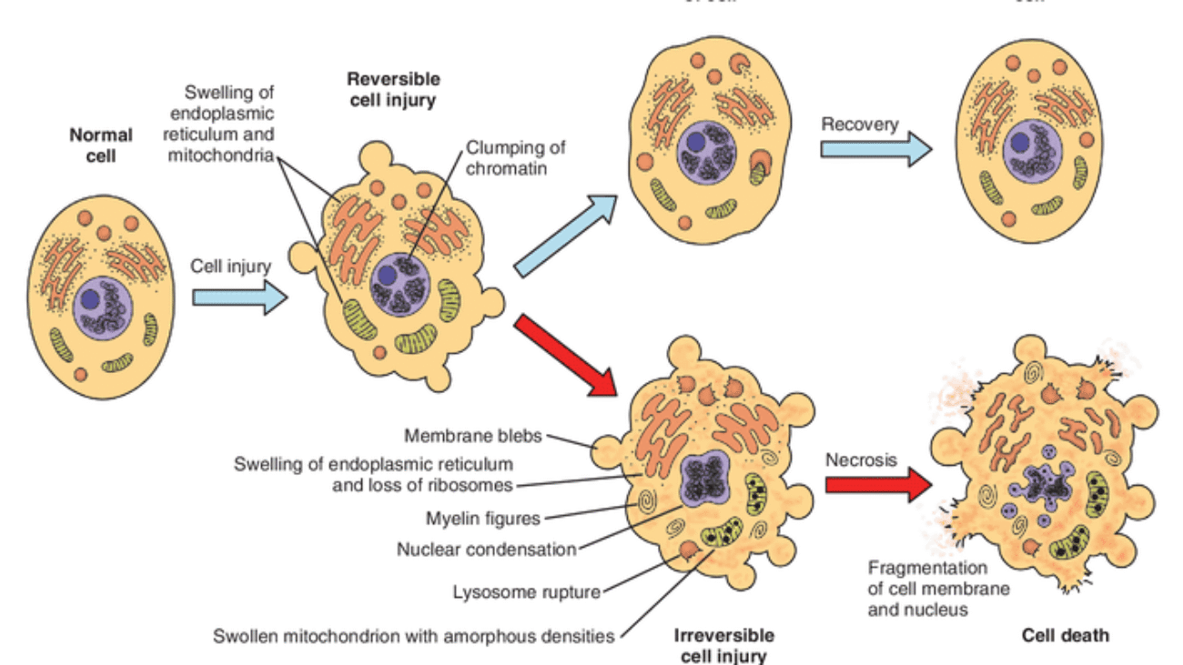 cell injury death