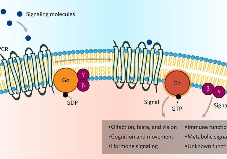 Signaling Mechanisms