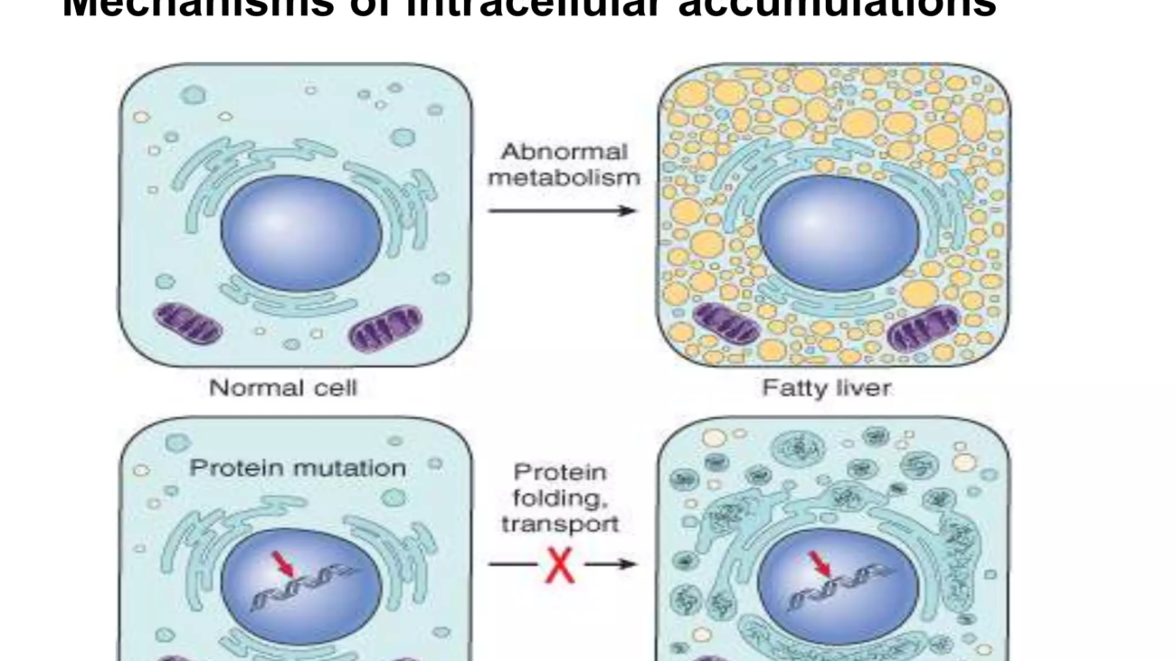 intracellular accumulation