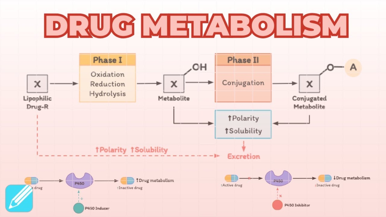 Metabolism of Drugs