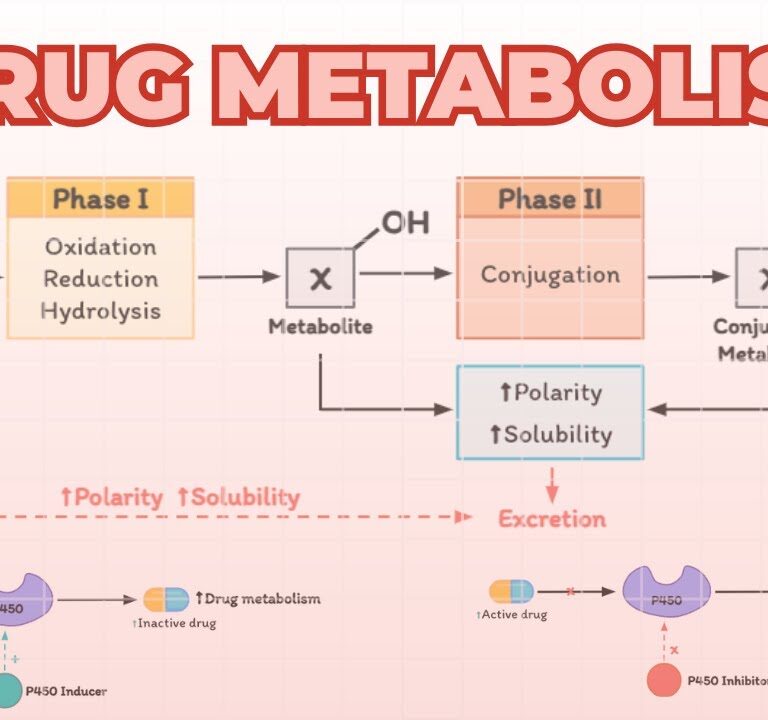 Metabolism of Drugs