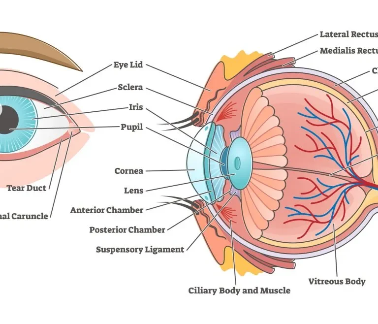 Basic Ophthalmic Equipment: Diagnostic Instruments, Surgical Tools and Uses