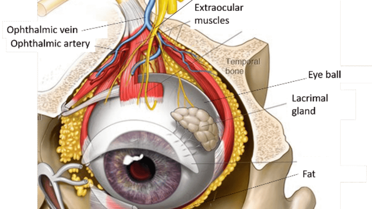The Eye, Orbit, and Extraocular Muscles
