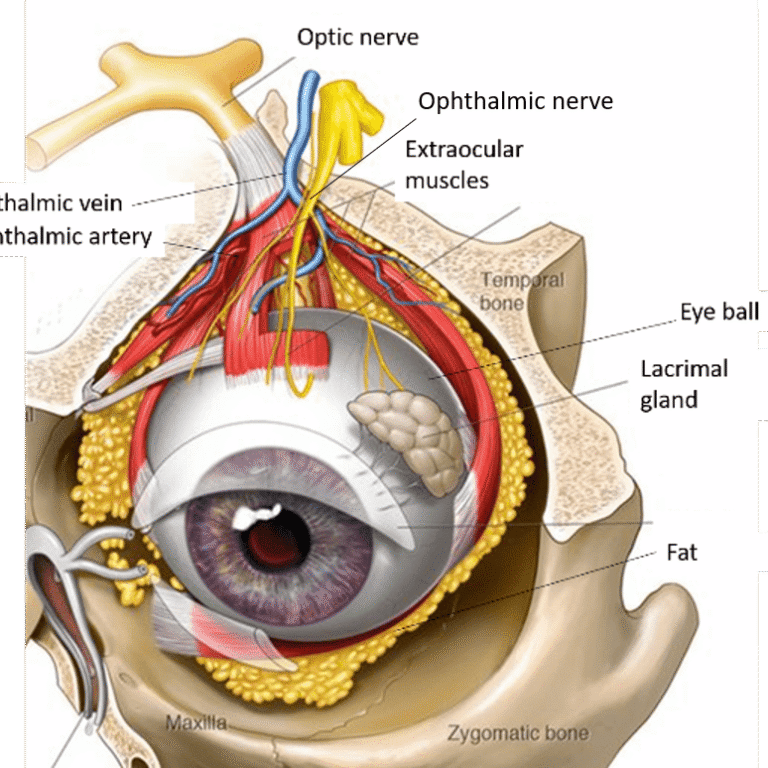 The Eye, Orbit, and Extraocular Muscles
