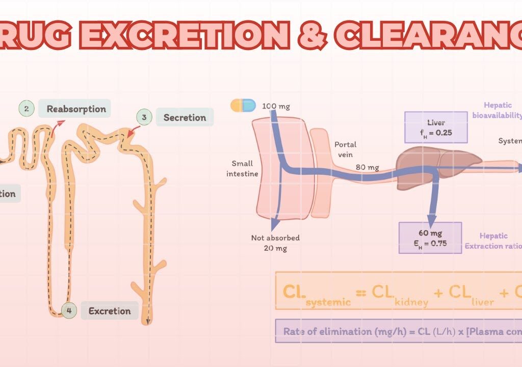 drug elimination