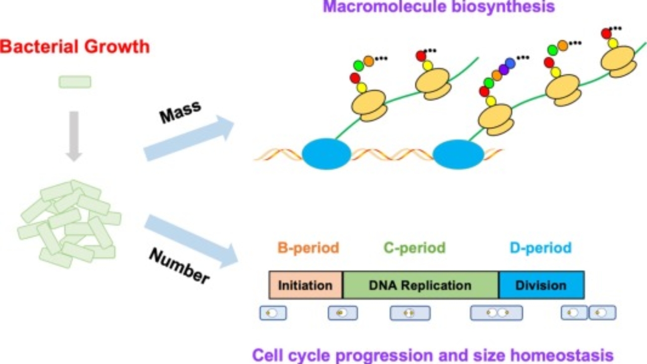 Bacterial Growth, Genetics, and Structure