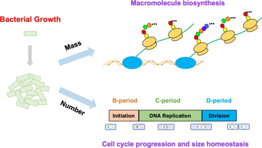 Bacterial Growth, Genetics, and Structure