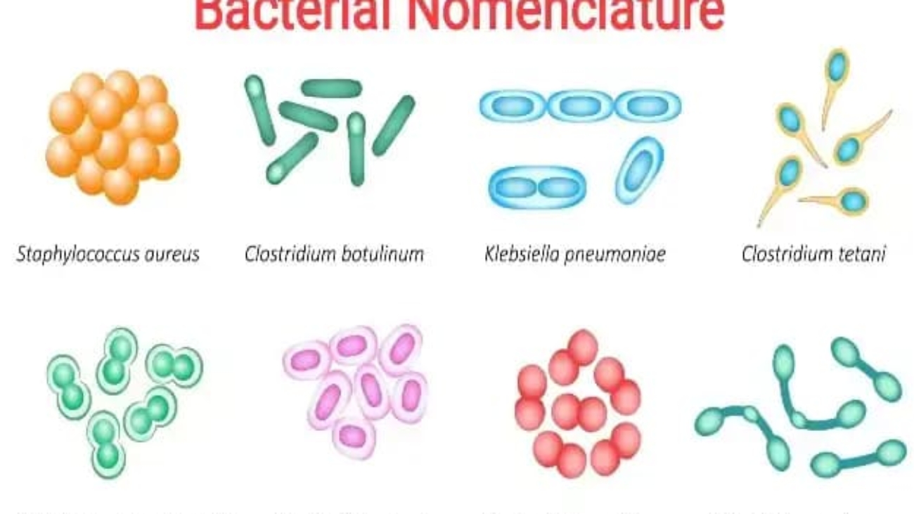 Classification & Taxonomy bacteria (1)