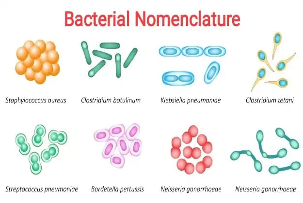 Classification & Taxonomy of Bacteria