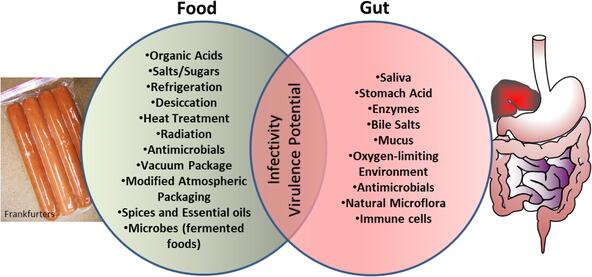 Gastro-intestinal Infections