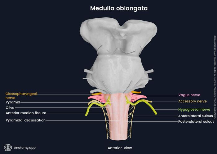 Figure 3.6: 3D posterior view of the medulla showing cranial nerve exits and posterior landmarks.