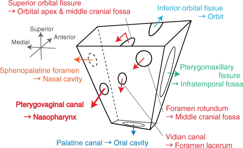 3D schematic of the Pterygopalatine Fossa and its seven openings