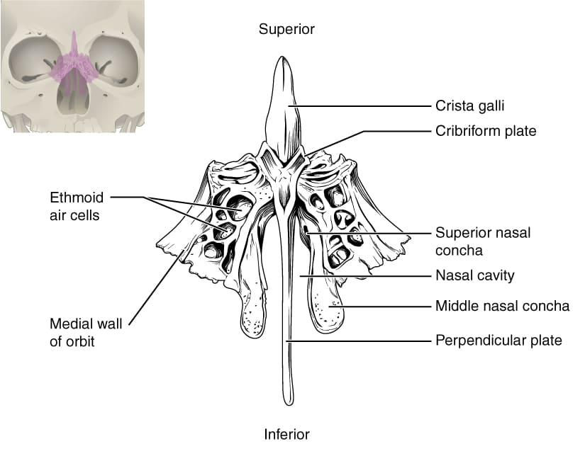 [IMAGE PLACEHOLDER: Anterior/Superior view of the Ethmoid Bone showing the Crista Galli, Cribriform Plate, Perpendicular Plate, and Conchae]
