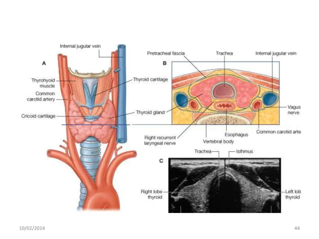 [IMAGE PLACEHOLDER: Anterior and cross-sectional views of the Thyroid gland. Shows the two lateral lobes and central isthmus overlying the trachea. Cross-section emphasizes the Pretracheal fascia wrapping the thyroid, trachea, and esophagus together.]
