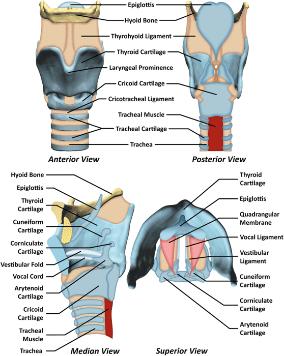 Anterior and posterior views of the laryngeal cartilages and muscles