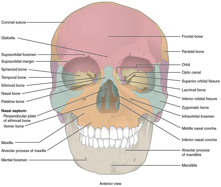 [IMAGE PLACEHOLDER: Anterior skull view isolating the Vomer and Inferior Nasal Conchae inside the nasal cavity]