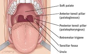 Anterior view into the open mouth highlighting the palate, tonsillar pillars, and tongue