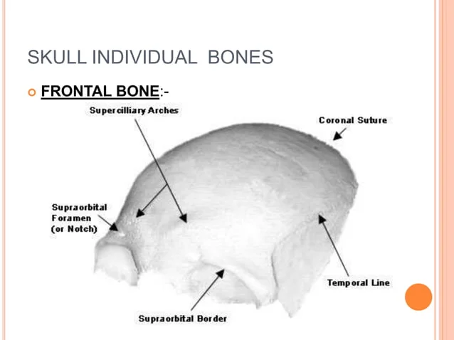 [IMAGE PLACEHOLDER: Anterior view of the Frontal Bone detailing the Squama, Supraorbital Foramen, and Superciliary Arches]