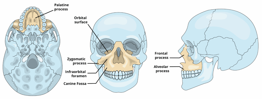 [IMAGE PLACEHOLDER: Anterior view of the Maxilla showing the Alveolar process, Palatine process, and Infraorbital foramen]